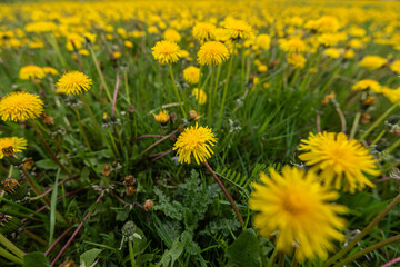 Obraz premium Field full of coltsfoot, Tussilago farfara.