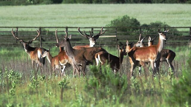 A small herd of deer with beautiful horns grazing in the meadow, and then goes away. High quality FullHD footage.