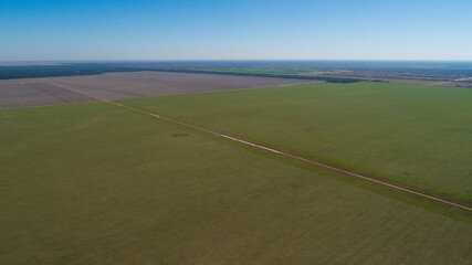 Aerial view of 4x4 pickup truck driving through wheat crops field with silos bags on the road. Argentina