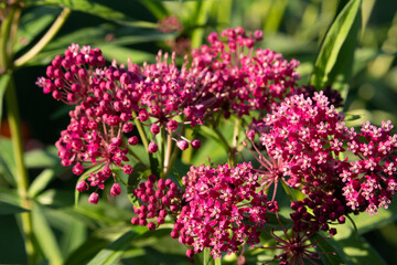 Close up abstract texture background of beautiful rosy pink blossoms and buds on a swamp milkweed plant (asclepias incarnata) in a sunny summer garden