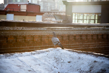 Pigeon on an NYC roof