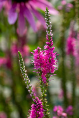 Close up texture view of bright pink veronica spicata (spiked speedwell) flowers in bloom in a...