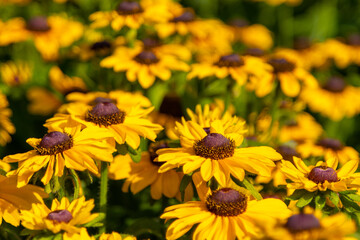 Helenium flowers