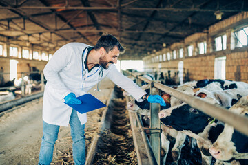 Young veterinarian working at the farm and takes analyzes.