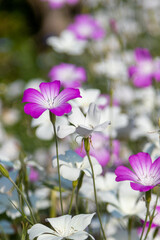 Fototapeta premium Corncockles or Agrostemma flower