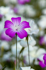 Corncockles or Agrostemma flower