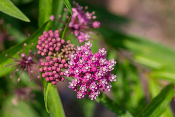 Close up abstract texture background of beautiful rosy pink blossoms and buds on a swamp milkweed plant (asclepias incarnata) in a sunny summer garden