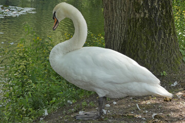 mute swan with young bird 