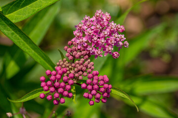 Close up abstract texture background of beautiful rosy pink blossoms and buds on a swamp milkweed plant (asclepias incarnata) in a sunny summer garden