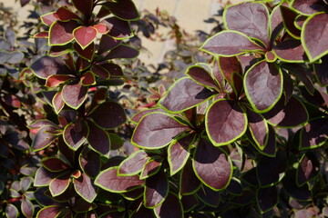 macro berberys thunberga purple leaves with green outlines
