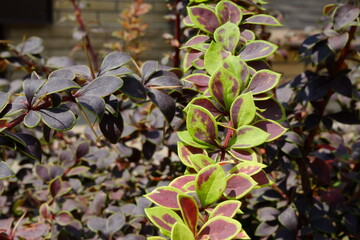 macro berberys thunberga purple leaves with green outlines, selective focus, shallow DOF - obrazy, fototapety, plakaty