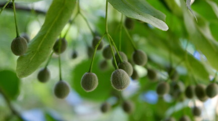 linden fruit at selective focus, shallow DOF