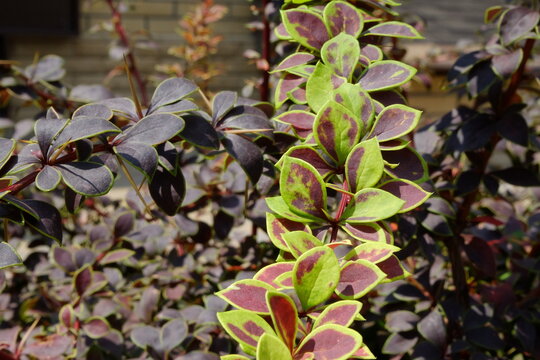 macro berberys thunberga purple leaves with green outlines, selective focus, shallow DOF