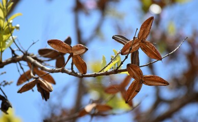 Cerrado