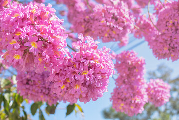 Pink flowers, Pink cherry blossom, branch with pink flowers in the wind