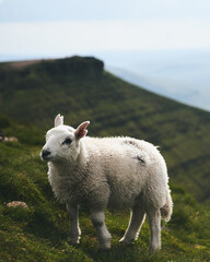 Obraz premium Landscapes in Wales