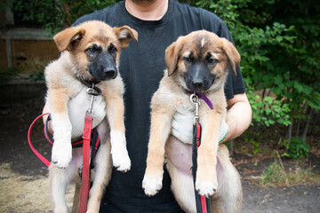 Two light-colored puppies in man's hands outdoor in the summer