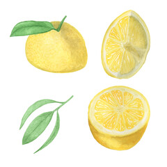 Watercolor illustration Lemon. Hand draw clipart citrus fruit. Menu design. Logo. Watercolor sketch. Summer time banner. Lemonade. Lime leaf. Realistic illustration