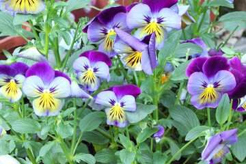 Viola tr color in the garden. Flowers of viola. Blossoming viola