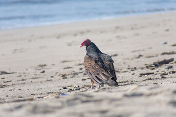 Vulture