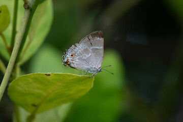 butterfly on leaf