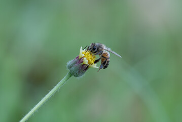 bee on yellow flower
