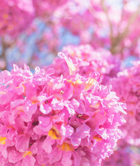 Pink spring flowers, Ipe flowers, typical Japanese tree, Pink cherry blossom