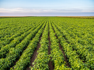 Green pepper plants at agricultural field