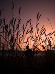 silhouette of a person