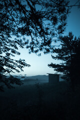 misty morning in the forest