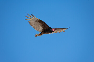 Vultures