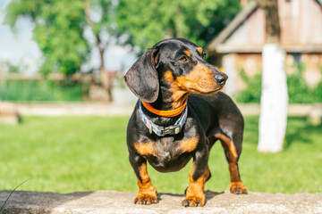 Black and tan dachshund dog in collar stands on green grass background