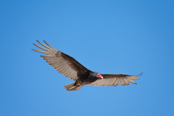 Obraz premium Vultures