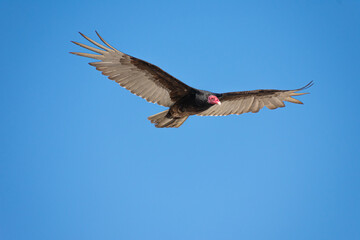 Vultures