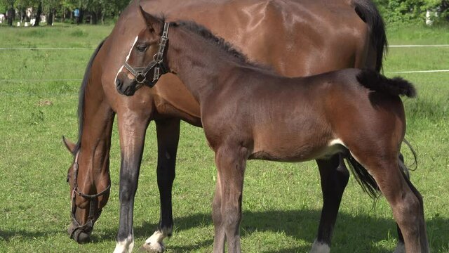 A cute little brown thoroughbred foal in a bridle perches on a green meadow with a mother horse in the rays of the evening summer sun. Close-up of the head of a small horse foal. Beautiful 4K video