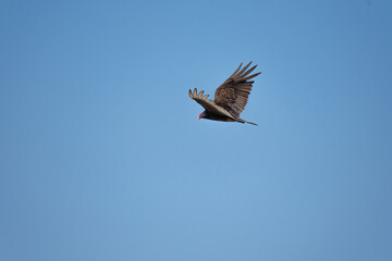 Vultures