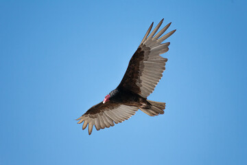 Vultures