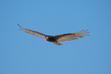 Vultures