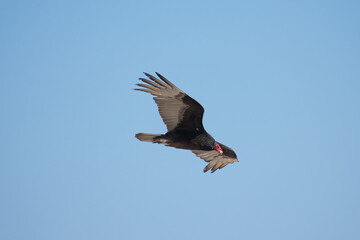Vultures