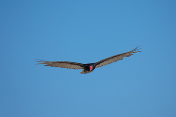 Vultures