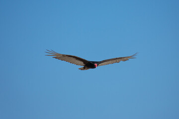 Vultures