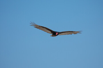 Vultures