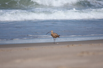Long-billed Curlew