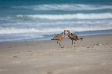 Long-billed Curlew