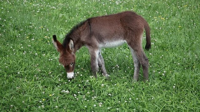 young donkey in green field eating grass brown mammal animal farm