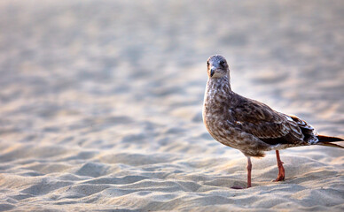 Pigeon in the sand