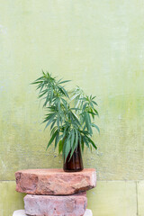 Art image of bouquet of marijuana on light green background. Young hemp plants in medical bottle.