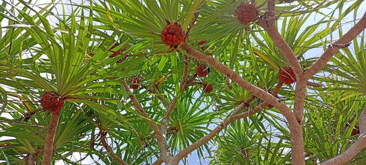 Pandanus tectorius or Pandanus odoratissimus on southern beach Thailand