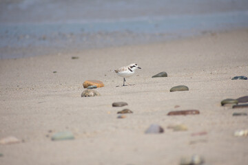Snowy Plover