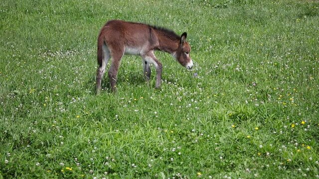 donkey in green meadow countryside mammal livestock young animal 